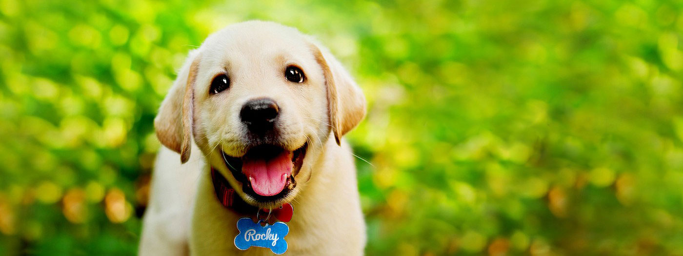 Woodcreek New Homes Fate TX